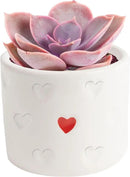 Costa Farms Succulent Plant, Live Indoor Plant Mini Succulent in Cute Decor Plant Pot, Potting Soil Mix, Grower's Choice, Valentine's Day Gift, Valentine Decor, Room Decor, 2-Inches Tall by GreenHaven Gardens