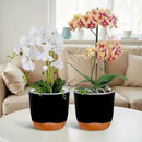 QCQHDU 2 Pack Orchid Pots with Holes for Repotting, Double-Layer and Self Watering Orchid Pot with Good Air Circulation by GreenHaven Gardens