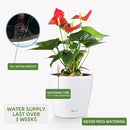 Dexceder 11x10 Inches High Gloss Self Watering Planter Indoor Outdoor, Inner Pot Design, Thickened Table Flower Plant Pot with Water Level Indicator (White) by CozyNest Decor
