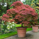 Red Japanese Maple Trees 2-Pack – Live Plants, 2-3 Ft Tall, Stunning Foliage by GreenHaven Gardens