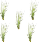 Air Plants - Tillandsia Juncea, Jumbo 8-12" - 5ct - Live Arrival Guaranteed - House Plants for Home Decor & Gift by GreenHaven Gardens