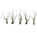 Live Air Plants - Tillandsia Butzii, Jumbo 7-9" - 5ct - Live Arrival Guaranteed - House Plants for Home Decor & Gift by GreenHaven Gardens