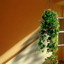 Hanging Planters Basket Outdoor Indoor(14 inch 4 Pack)-Coconut Coir Hanging Baskets for Plants Outdoor,Metal Wire Baskets with Coco Liner Window Box Planters, hanging Flower Pots For Railings… by CozyNest Decor