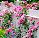 100pcs Pink Climbing Rose Vine Seeds - Amazing Growth and Beautiful Roses - Perennial Heirloom Non-GMO Outdoor by GreenHaven Gardens