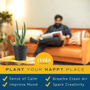Costa Farms Aloe Vera (2 Pack), Live Succulent Plant, Easy Care Indoor Houseplant in Grower Pot, Natural Room Air Purifier in Soil, Living Room or Office Décor, New House Warming Gift, 12-Inches Tall by GreenHaven Gardens