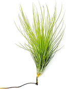 Air Plants - Tillandsia Andreana, Large 4-6" - 3ct - Live Arrival Gauranteed - House Plants for Home Decor & Gift by GreenHaven Gardens