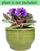 African Violet Pots Self Watering Round Ceramic Violet Pot (Green, 6 inch) by GreenHaven Gardens
