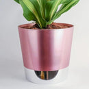 Costa Farms Dracaena Golden Heart Live Indoor Plant, Easy to Grow Houseplant in Modern Plant Pot, Potting Soil, Living Room, Home and Office Decor, Housewarming Gift, 2-3 Feet Tall by GreenHaven Gardens