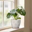Ceramic Planter 8 Inch Plant Pot with Drainage Hole and Saucer Ceramic Pots for Indoor Plants Outdoor Large Flower Pot for Home Decor White by GreenHaven Gardens