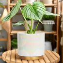 Gepege White Indoor Pots for Plants, Ceramic Planter with Drainage Hole, 9.6inch+7.6Inch+6Inch. Succulent Orchid Flower Pot - Rainbow Pearl Glaze by GreenHaven Gardens