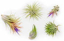 30 Pack Air Plants Assorted Tillandsia Ionantha - Live Succulent House Plants - Available in Wholesale and Bulk - Home and Garden Decor - Easy Care Indoor and Outdoor Plants by GreenHaven Gardens