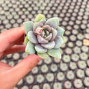 2" Live Succulent 'E. German Champagne', Rare Succulent Plants Fully Rooted in Pots, Unique House Plant for DIY, Party Favor, Home Office Decoration by GreenHaven Gardens