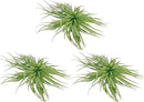 Air Plants - Flowering Tillandsia Rose BAER, Large 5" - 3ct - Live Arrival Guaranteed - House Plants for Home Decor & Gift by GreenHaven Gardens