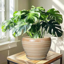 Ceramic Pot for Plant 10 Inch - Planter for Outdoor Plants Indoor Plant Pot with Drainage Hole Large Planter Round Flower Pot for House Patio Garden Yellow by GreenHaven Gardens