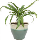 Sunnydaze Studio Large Ceramic Plant Pot - Round Outdoor Glazed Ceramic Planter Pot with Drainage - Gray - 18.5" by GreenHaven Gardens