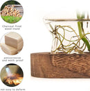 XXXFLOWER Plant Propagation Station with Wooden Stand，Air Plant Terrarium Starter Kits Star Vases for Flowers Plant Cutting Rooting Pots Indoor Hydroponic Glass Planter for Plant Lovers,3 Jars by CozyNest Decor