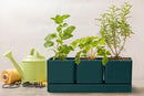 D'vine Dev Herb Garden Planter Set, Plastic Plant Pots with Drainage and Saucer, Indoor Succulent Cactus Vegetable Pot for Windowsill, Garden Balcony, Green, Set of 1, 76-V-C-1 by GreenHaven Gardens