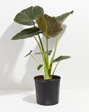 Organic Elephant Ear Plant Soil Mix by Gardenera - Specially Formulated for Thriving Alokasia Plants and Vibrant Leaves - 2 Quart by GreenHaven Gardens
