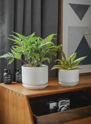 LE TAUCI Plant Pots Indoor, 4.3+5.3+6.8 Inch, Set of 3, Ceramic Planters with Drainage Hole and Saucer, Modern Indoor Flower Pot with Hole Mesh Pad, Gifts for Mom, Classic White by GreenHaven Gardens