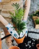 Palm Tree Potting Mix - The Ultimate Soil for Strong and Healthy Palms - Top Choice for Palm Tree Growers [1 Quart Bag] by GreenHaven Gardens