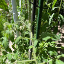 Garden Plant Stakes 48 Inch 4Ft Steel Plant Stick Support, 25 Pack Tomato Stakes for Growing Climbing Plants, Potted Plants, Tomatoes, Trees, Cucumber, Beans, Fences Poles by CozyNest Decor