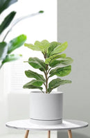 Aveyas 8 inch Ceramic Plant Pot with Drainage Hole and Saucer - Suitable for Indoor and Outdoor Use, Modern Planters for House Garden Flower Tree Snake Monstera Plants (8", Glossy White) by GreenHaven Gardens