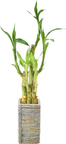 5-Stem Lucky Bamboo, Live Indoor Plant in Aged Wood Planter for Home, Work, or Gift, Light ***Cannot Ship to Hawaii** by GreenHaven Gardens