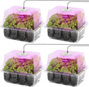 MIXC 4-Pack Seed Starter Tray Kit with Plant Light Seedling Trays with Adjustable Humidity Domes & Clear Cell Trays 12 Full Spectrum LED Beads for Indoor Plant Growth(Transparent) by GreenHaven Gardens