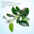 Anubias Live Aquarium Plants - Anubias Nana Tropica (Anubias barteri Nana) - Low Light Epiphytic Rhizome for Foreground to Midground Freshwater Aquascapes, Dark Green Accent - Pot by GreenHaven Gardens