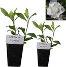 Gardenia Veitchii - Everblooming - Gardenia Jasminoides. Fragrant Evergreen Shrub with Glossy Foliage and Pure White Blooms, Perfect for Pots, Borders, or Gardens (2 Gardenia Veitchii Plants in Sac) by GreenHaven Gardens