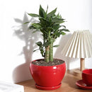 vicrays Ceramic Plant Pots Indoor - 6.5 Inch Planter Pot with Drainage Hole and Saucer for Succulent Orchid Flower Herbs Cactus - Ideal for Gardening Home Desktop Office Decor - Red by GreenHaven Gardens