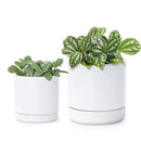 D'vine Dev 3.5 Inch & 4.7 Inch Ceramic Planter Pots for Plants with Drainage Hole and Saucer, X-Small Plant Pots Set, White, 94-G-XS-1 by GreenHaven Gardens
