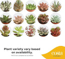 Costa Farms Mini Live Succulents, Echeveria Houseplant, Beautiful Live Indoor Plants in Cute Décor Stone Planter Pots, Great Gift for Perfect Room Décor, 4-Inches Tall (2-Pack) by GreenHaven Gardens