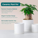 vancasso Ceramic Plant Pots, 3 Piece Planters for Indoor Plants, 4.25+5.25+6.25 Inch Flower Pots with Drainage, Plant Pots Indoor for Succulent, Pothos, Snake Plant and Money Tree, Etc (White) by GreenHaven Gardens
