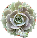 4-inch Succulent Echeveria 'Lola', Live Succulents Plants Fully Rooted in Pots with Soil, Easy-Care House Plants for DIY, Home Office Decoration by GreenHaven Gardens