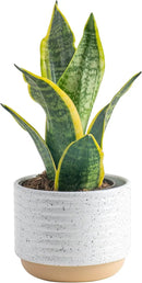 Costa Farms Snake Plant, Easy Care Live Indoor Plant in Décor Planter, Beautiful Clean Air Purifying Houseplant, Boho Home and Room Décor, Housewarming Gift, 8-Inches Tall by GreenHaven Gardens