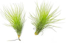 Air Plants - Tillandsia Andreana, Large 4-6" - 2ct - Live Arrival Gauranteed - House Plants for Home Decor & Gift by GreenHaven Gardens