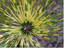 Dragon Eye Japanese Red Pine - Pinus densiflora 'Burkes Red Variegated' - Holds ITS Yellow Bands Much Better Than Other Variegated Pines 3 -Year Tree by GreenHaven Gardens