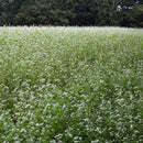 Outsidepride Buckwheat Seeds - 1lb Annual, Fast-Growing, Easy to Grow Buckwheat Cover Crop Seeds for Green Manure, Bee Pasture & Pollinators, Wildlife Habitat, Soil Improvement, and Erosion Control by GreenHaven Gardens