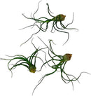Air Plants - Flowering Tillandsia Bulbosa Guatemala, Large 3-5" - 3ct - Live Arrival Guaranteed - House Plants for Home Decor & Gift by GreenHaven Gardens