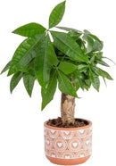 Costa Farms Money Tree, Small Easy to Grow Live Indoor Plant, Live Houseplant in Indoor Plant Pot, Bonsai Potted in Potting Soil, Birthday, Housewarming, Tabletop and Office Home Decor, 10-Inches Tall by GreenHaven Gardens