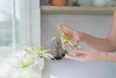 30 Pack Air Plants Assorted Tillandsia Ionantha - Live Succulent House Plants - Available in Wholesale and Bulk - Home and Garden Decor - Easy Care Indoor and Outdoor Plants by GreenHaven Gardens