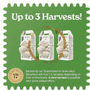 Lion's Mane Mushroom Grow Kit | Grow Your Own Fresh Gourmet Mushrooms at Home | Edible Indoor Mushroom Growing Kits Great Gift by GreenHaven Gardens