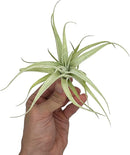 Live Air Plants - Tillandsia Albida 3-5" - 1ct – ragnaroc Live Indoor Plant - Live Arrival Guaranteed - House Plants for Home Decor & Gift by GreenHaven Gardens