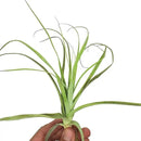 Air Plants - Tillandsia Straminea Jumbo 6-9" - 1ct - Live Arrival Guaranteed - House Plants for Home Decor & Gift by GreenHaven Gardens