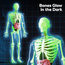 GobiDex Human Body Skeleton Model Kits, 40 Piece Anatomy Figure,Glow in The Dark Bones Interactive Science Kit, STEM Educational Toys for Boys and Girls, Halloween Physiology Gifts for Kids Ages 8+ by TinyTreasures Baby Boutique