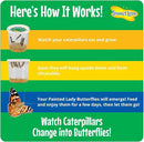 Insect Lore Butterfly Garden with Giant Birthday Card | 5 Live Baby Caterpillars | STEM Journal, Habitat, Chrys-A-Lid, Feeder | Raise and Release Painted Lady Butterflies by GreenHaven Gardens