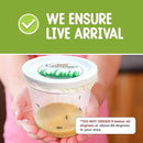 32 Live Caterpillars Shipped Now: Butterfly Kit Refill for School Sized Kit with Extra Larva Rearing Supplies and 32 Little Cups by Nature Gift Store by TinyTreasures Baby Boutique