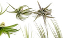 12 Pack of Classic Air Plants Variety - Live Succulent House Plants - Available in Wholesale and Bulk - Home and Garden Decor - Easy Care Indoor/Outdoor Air Plant by GreenHaven Gardens