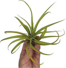 Air Plants - Tillandsia Capitata (Peach), Large 5-7” - 2 ct - Live Arrival Guaranteed - House Plants for Home Decor & Gift by GreenHaven Gardens